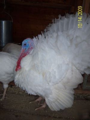 4+ midget white turkey eggs for hatching