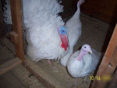 4+ midget white turkey eggs for hatching