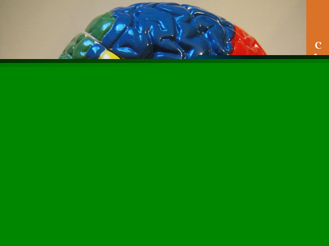 Medical student grade human anatomy brain model 8 parts