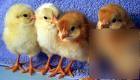 10 red & blk sex link chicken hatching eggs 4 incubator
