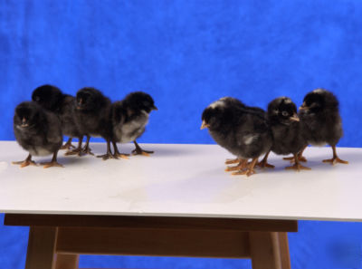 10 red & blk sex link chicken hatching eggs 4 incubator