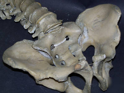 Real human spine for medical study,bone,skeleton,skull