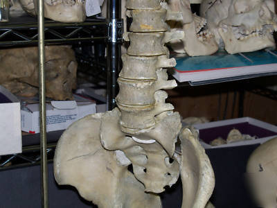 Real human spine for medical study,bone,skeleton,skull