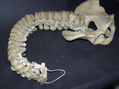 Real human spine for medical study,bone,skeleton,skull
