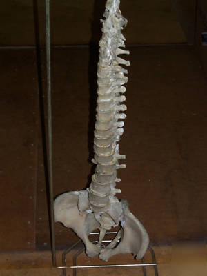 Real human spine for medical study,bone,skeleton,skull