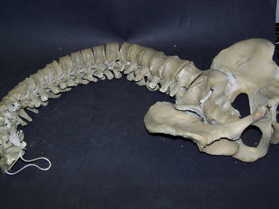 Real human spine for medical study,bone,skeleton,skull