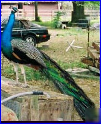 2 blue peacock--peafowl hatching incubating =eggs--tx