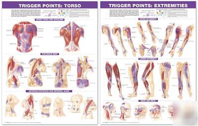 Chiropractic massage trigger point anatomical chart set