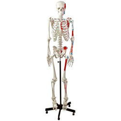 Nasco's human muscular skeleton