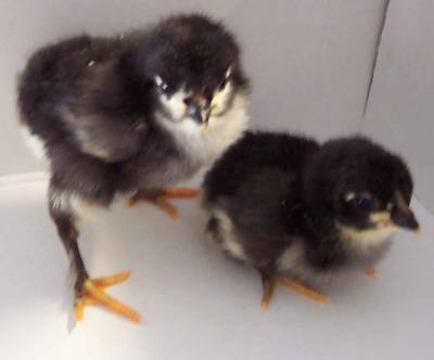 6+ french black copper marans hatching eggs maran 