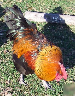 6+ french black copper marans hatching eggs maran 