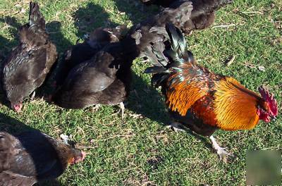 6+ french black copper marans hatching eggs maran 