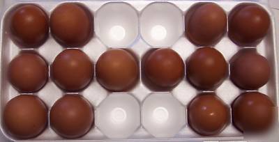 6+ french black copper marans hatching eggs maran 