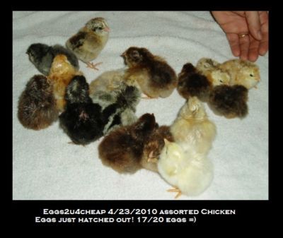 36+ chicken hatching eggs*great egg layers*