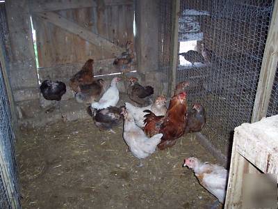 Ameraucana chicken incubator hatching eggs 12+