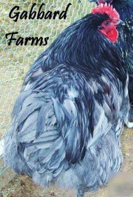 Blue orpington chicken hatching eggs ~large~ 10+