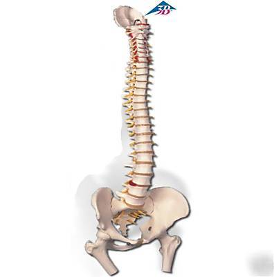 3B scientific vertebrae spine column anatomical model 