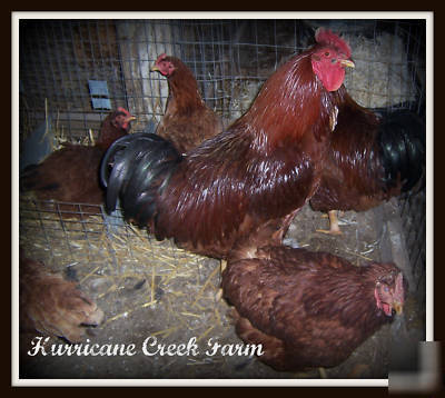 10+ rhode island red chicken hatching eggs
