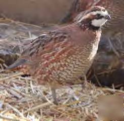  50 + 10 georgia giant bobwhite quail hatching eggs 