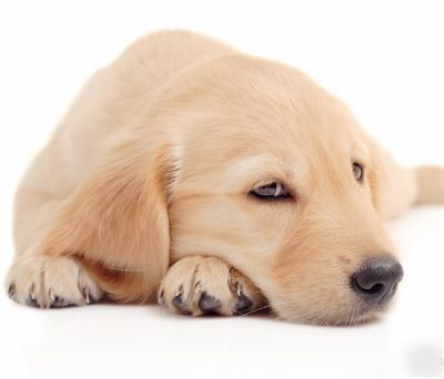 Golden retriever dog mousepad 9 1/2 x 8 mouse pad 