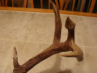 European skull mount large rack whitetail deer