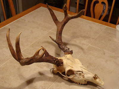 European skull mount large rack whitetail deer