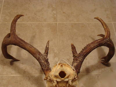 European skull mount large rack whitetail deer