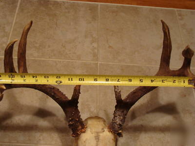 European skull mount large rack whitetail deer