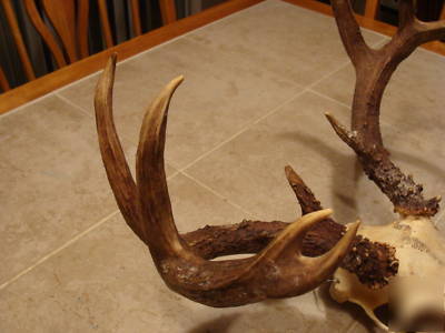 European skull mount large rack whitetail deer