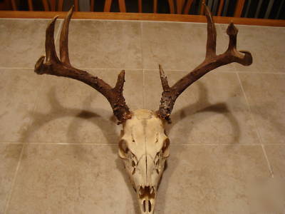 European skull mount large rack whitetail deer