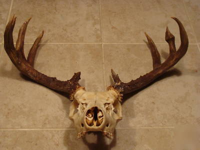 European skull mount large rack whitetail deer