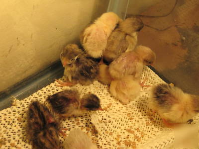 12+ button quail hatching eggs including splash/pied