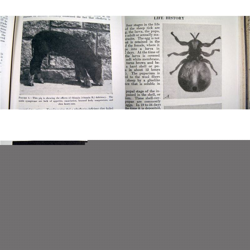 1276 livestock disease poultry goat cow sheep dairy pig