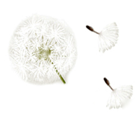Dandelion floral note pad post-it sticker white memo