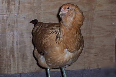 12+ americana chicken eggs for hatching, easter eggers