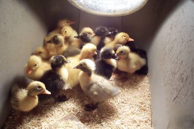 3 duck eggs fertile hatching muscovy swedish pekin