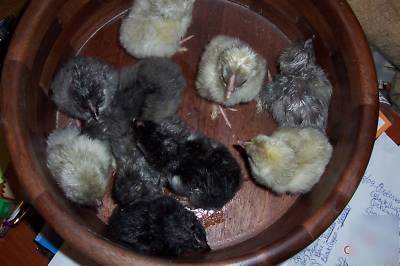 8 + silkie/polish mix chicken eggs - for hatching