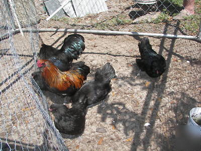 10+ black &red brown bantam ameraucana hatching eggs