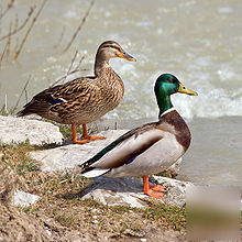 4 mallard and rouen duck hatching eggs + bonus