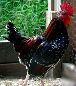 6+ spangled old english bantam hatching eggs spgl-1