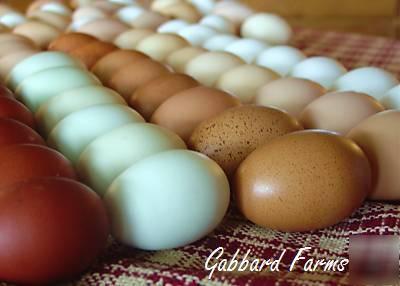 Our best ~purebred~ assortment chicken hatching eggs 24