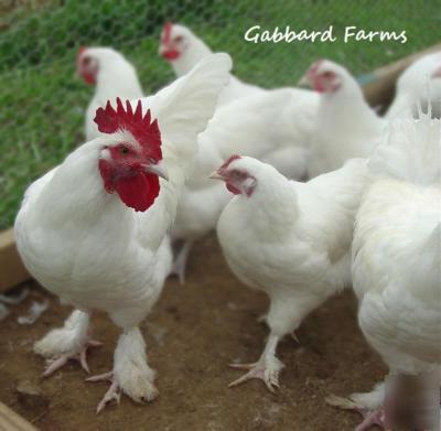 French white marans hatching chicken eggs 10+ ~lovely~