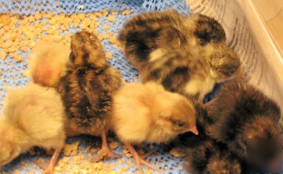 25 + fertile mixed button quail hatching eggs 