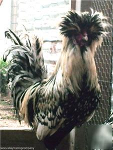 6+ silver laced crested polish std hatching egg slp- 1