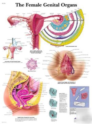 3B scientific female genital anatomical chart (paper)