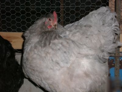 Bbs std cochin hatching eggs 12+
