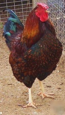 Golden laced wyandotte chicken hatching eggs 10+