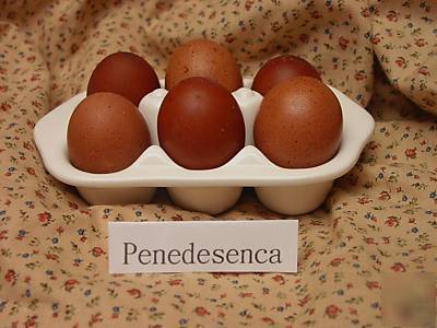 Partridge penedesenca chicken hatching eggs ~dark ~ 18+