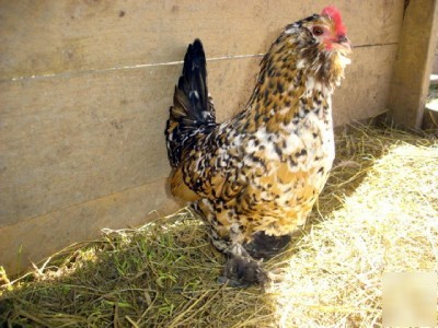 9 mille fleur bantam fertile chicken hatching eggs