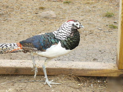 One dozen lady amherst pheasant hatching eggs